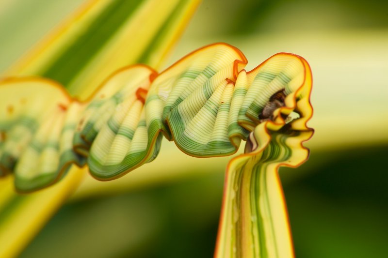 Nature gone wild