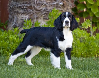 Georgio, English Springer Spaniel