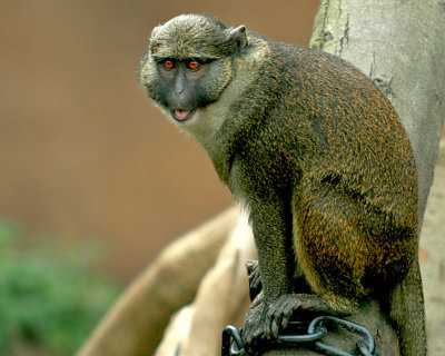 Focus Monkey