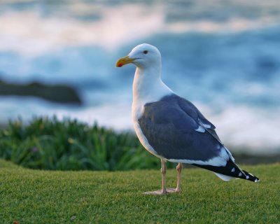 Simple Seagull