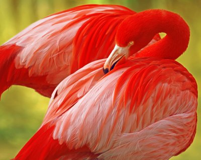 Flamingo