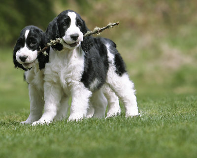Armani as a pup (front) with his brother Edgar