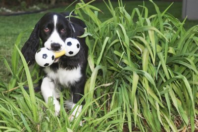 Georgio stalking with his favorite toy