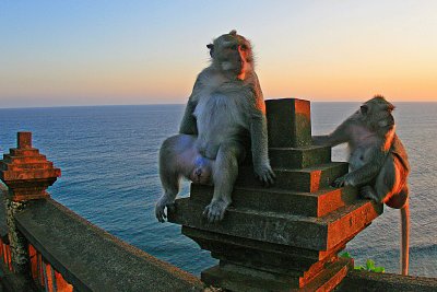 Monkeys at Uluwatu Cliff Temple