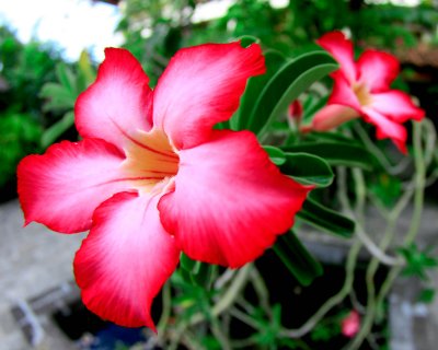 Bali Florals