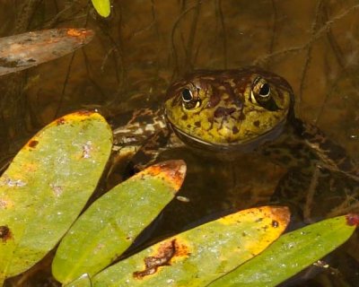 Schramsberg Frog