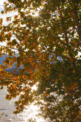Autumn colors in Chilkat Preserve