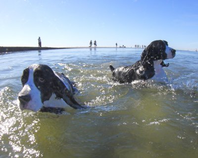Georgio & Armani Swimming