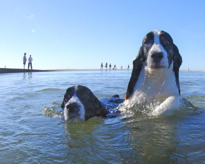 Georgio & Armani Swimming