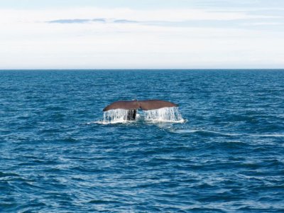kaskelot, sperm whale, deep dive.jpg