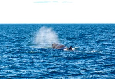 kaskelot sperm whale just before deep dive.jpg