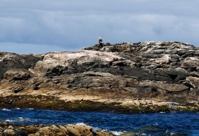 havsrn Sea eagle.jpg