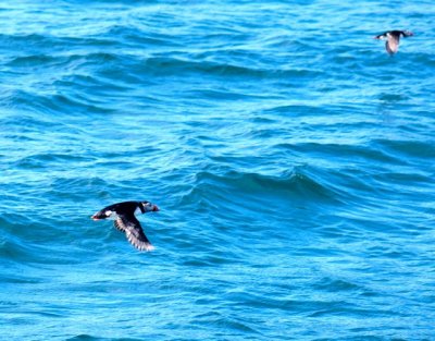 Puffins, lunnefglar.jpg