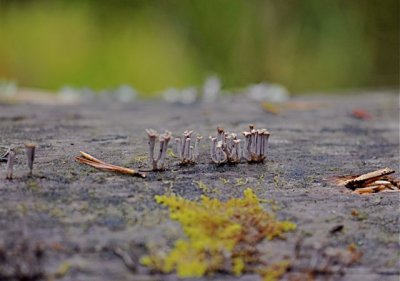 Artomyces cristatus.jpg