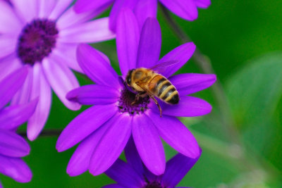 Honey Bee on a purple flower