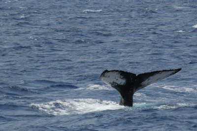 Humback Whale Fluke