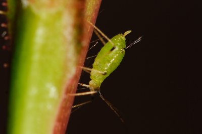 Aphid on a rose stem