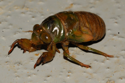 Cicada nymph