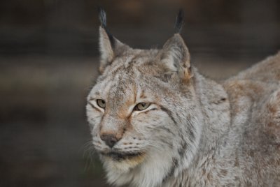 Lynx