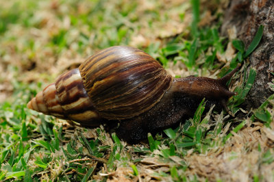 Snail