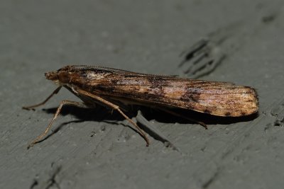 Small brown moth