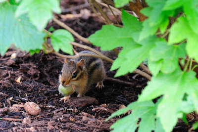 Chipmunk with an acorn