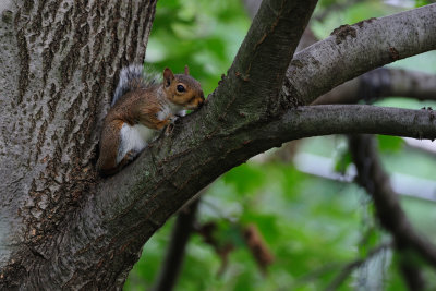 Squirrels In My Yard