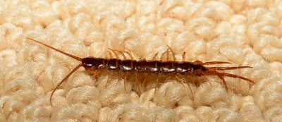 Stone Centipede - Order Lithobiomorpha