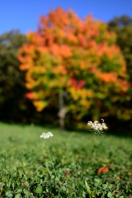Fall colors and Queen Anne's Lace with a Bumble Bee