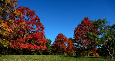 Three red trees