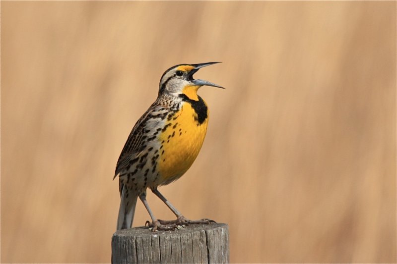 eastern meadowlark