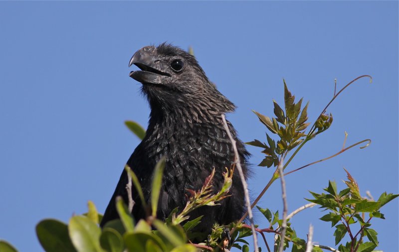 smooth-billed ani