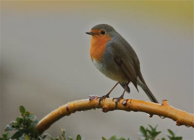  rain & robin in our garden