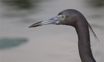 little blue heron