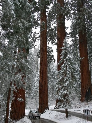  3-rivers - sequoia