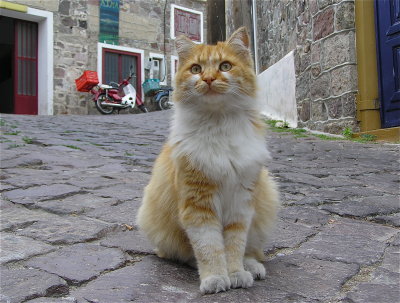 cats from Lesvos, Greece
