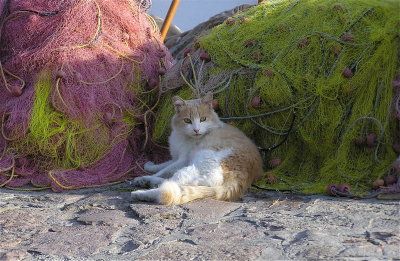 cat in Methymna harbour