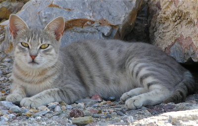 Cat living in Gavathas