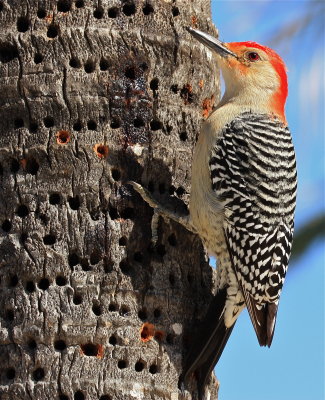 red bellied woodpecker