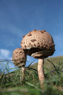 autumn in texel