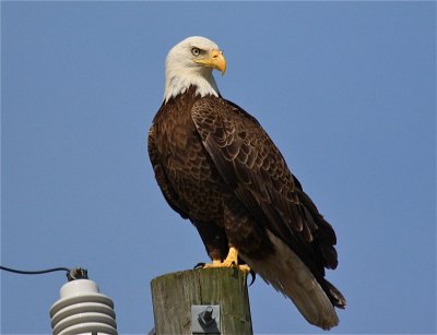 bald eagle