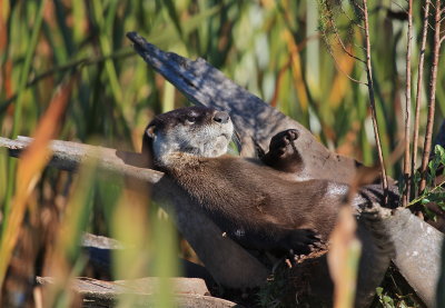 northern river otter, wetlands Florida
