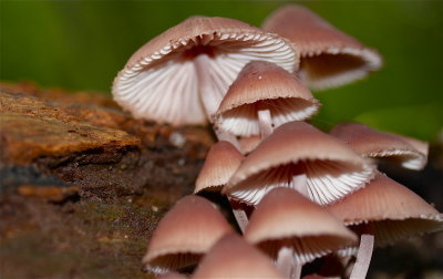 grote bloedsteelmycena