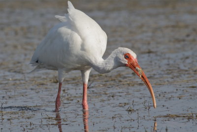 white ibis