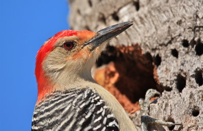 red-bellied woodpecker