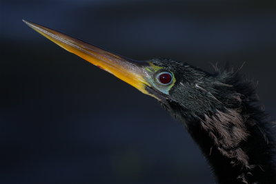 anhinga