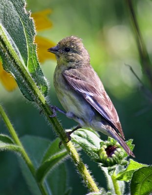 Immature Goldfinch