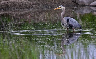 Great Blue Heron Reflection