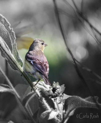 Goldfinch in the Bush