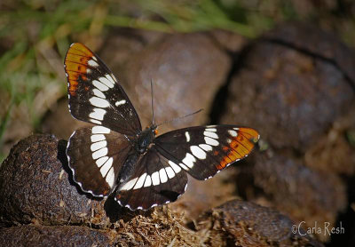 Beauty on the Rocks